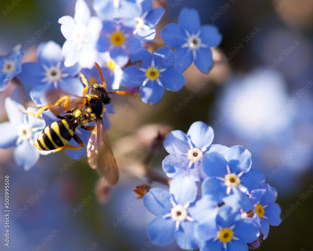 bee on a flower bee on a flower