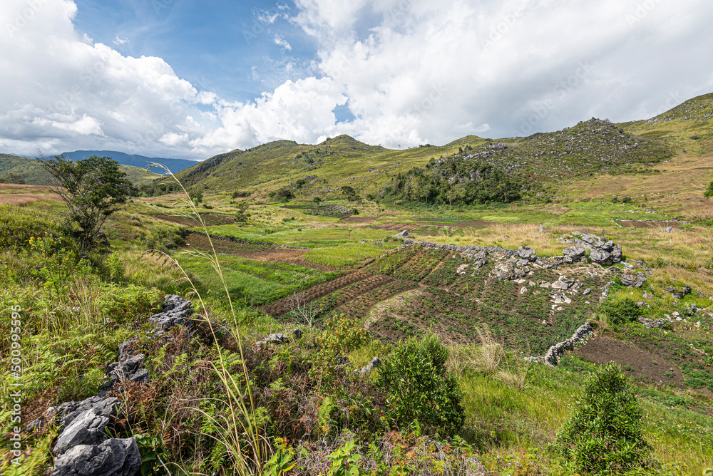 Farming in the Baliem Valley, West Papua