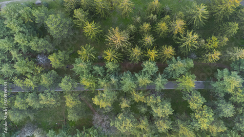 Pine forest near the lake in the park path. Shooting from a quadcopter. View from above. Drone video footage.