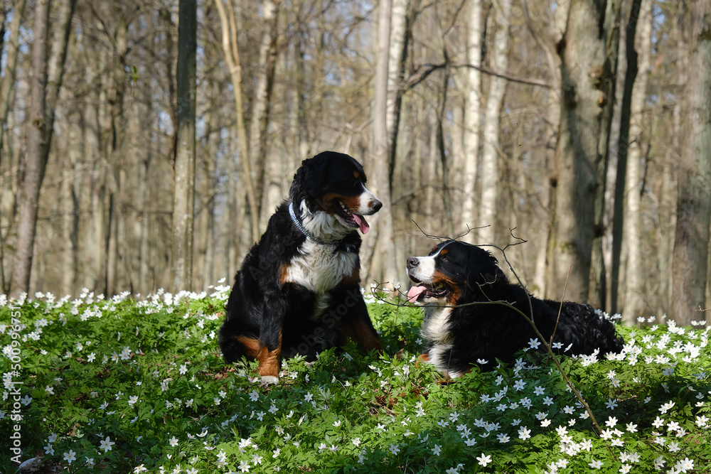dogs in spring flowers