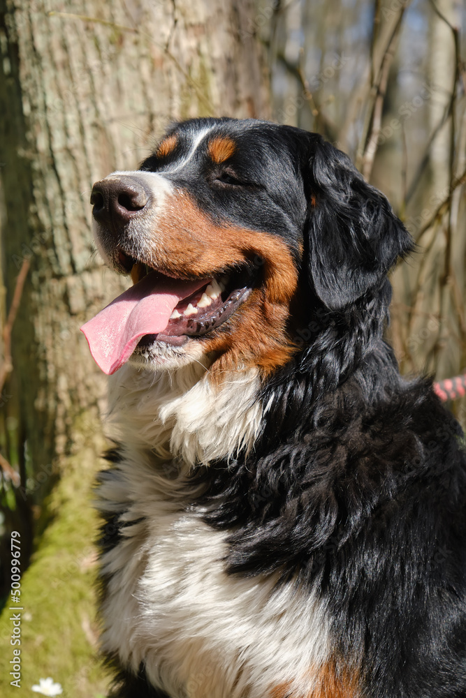 dog in spring flowers