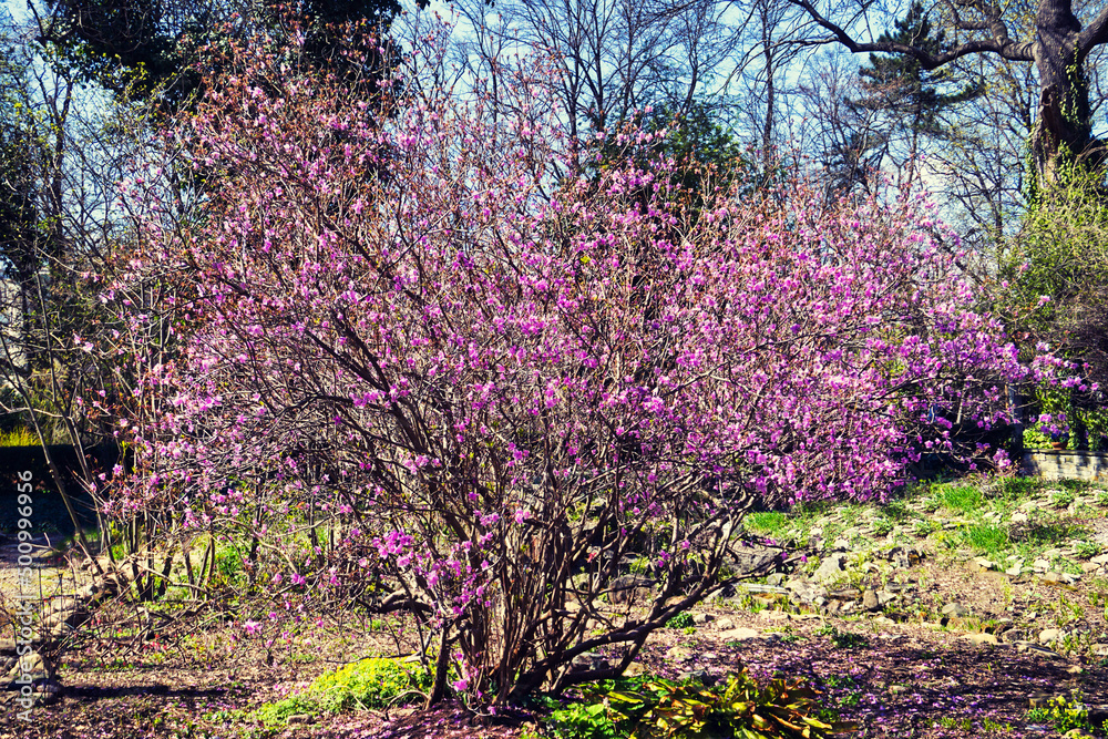 Blossom tree with pink flowers Blossom tree with pink flowers