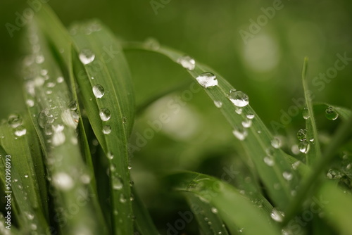 Natural background with green grass in big rain drops. Floral art card