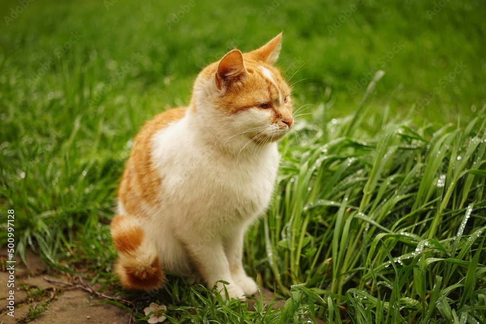 Ginger white cat in green grass on a spring day