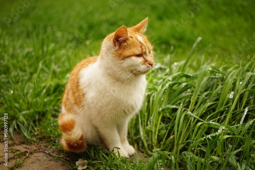 Ginger white cat in green grass on a spring day