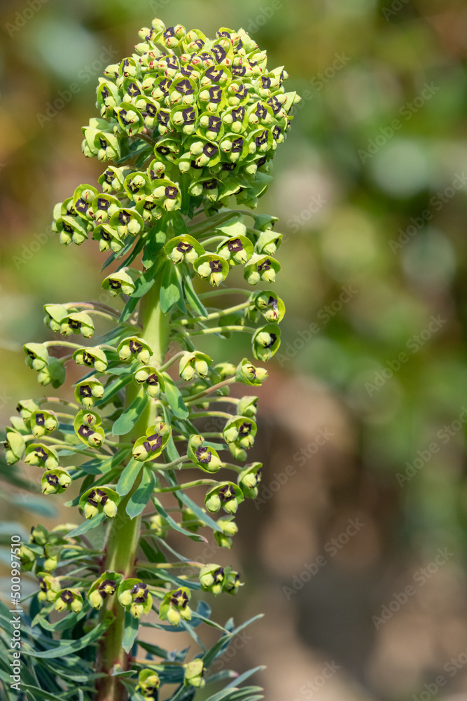 Mediterranean spurge (euphorbia characias) flowers in bloom Mediterranean spurge (euphorbia characias) flowers in bloom