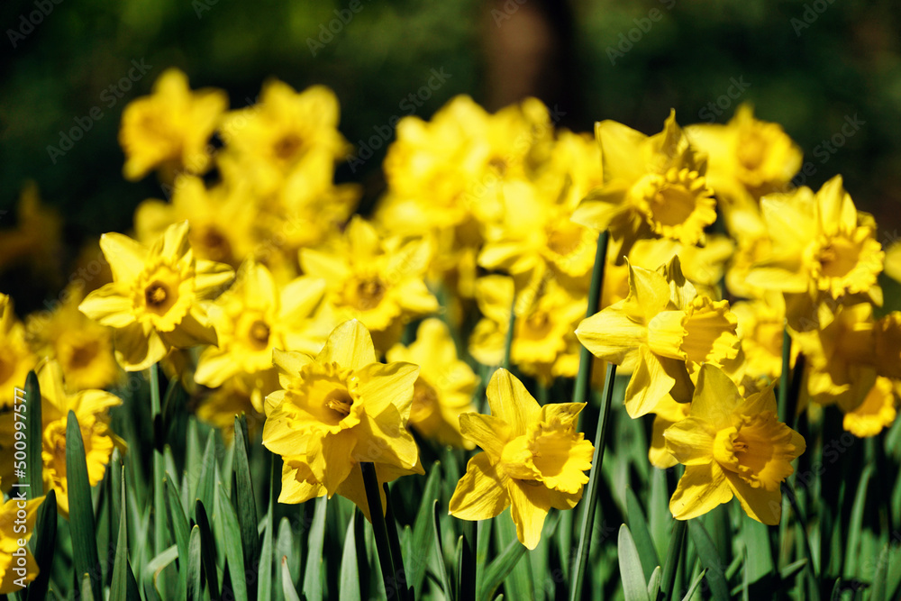 Yellow daffodils flowers, defocused background Yellow daffodils flowers, defocused background