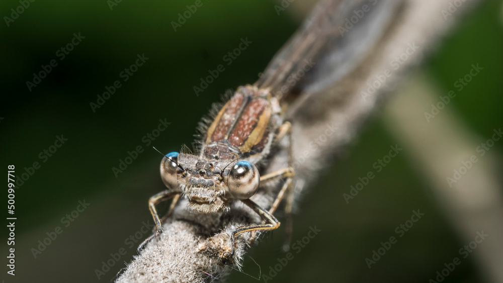 dragonfly 102 dragonfly 102