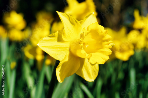 Yellow daffodils flower, defocused background