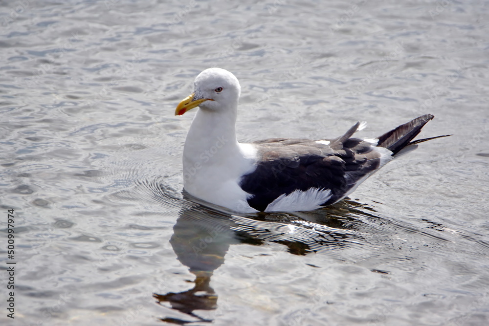 Kelp gull (Larus dominicanus) swimming in the bay in Stanley, Falkland Islands Kelp gull (Larus dominicanus) swimming in the bay in Stanley, Falkland Islands