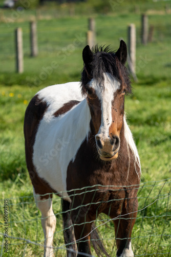 Tobiano horse in a field