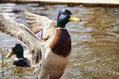 Duck with spread wings