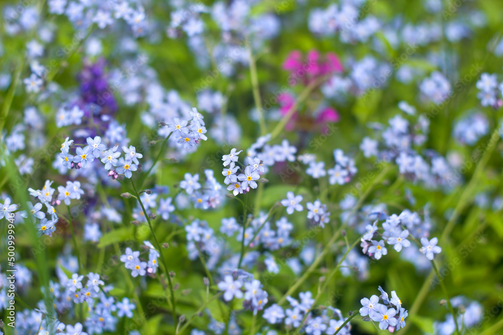 Blue wildflowers forget-me-nots ( Myosotis sylvatica ) on meadow in spring. Spring flowers, background Blue wildflowers forget-me-nots ( Myosotis sylvatica ) on meadow in spring. Spring flowers, background