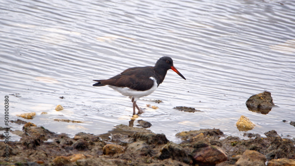 Magellanic oystercatcher (Haematopus leucopodus) fishing in the rocks by the shore in the bay in Stanley, Falkland Islands Magellanic oystercatcher (Haematopus leucopodus) fishing in the rocks by the shore in the bay in Stanley, Falkland Islands