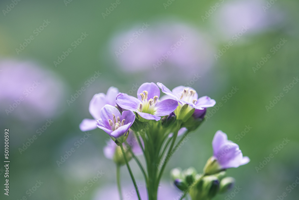 cuckoo flower purple wildflower in the meadow cuckoo flower purple wildflower in the meadow