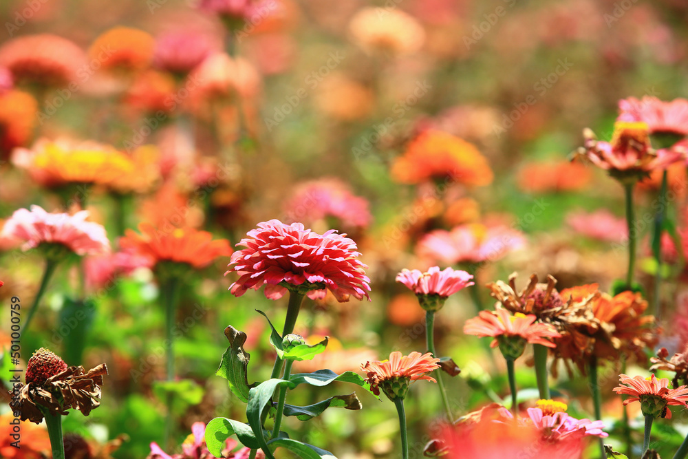 beautiful view of blooming Zinnia(Youth-and-old-age) flowers,close-up of colorful Zinnia flowers blooming in the garden beautiful view of blooming Zinnia(Youth-and-old-age) flowers,close-up of colorful Zinnia flowers blooming in the garden