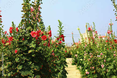 Photography amazing scenery of blooming Hollyhock(Alcea rosea) flowers with pathway,view of