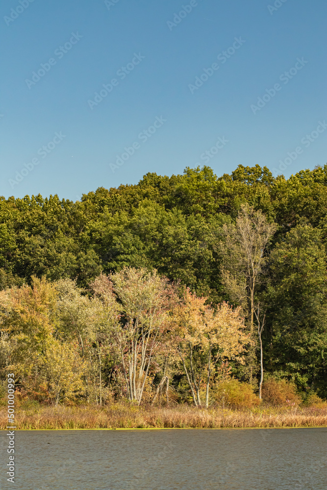 Summer Forest in Front of a Pond | Ohio's Amish Country Summer Forest in Front of a Pond | Ohio's Amish Country