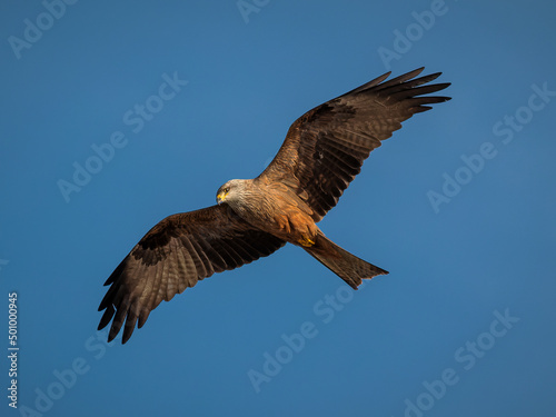 Black kite  Milvus migrans . Bird in its natural environment.