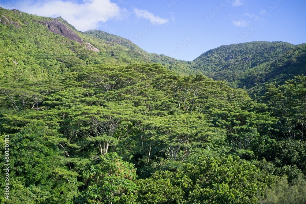 Drone field of green tree canopy and forest Mahe, Seychelles.