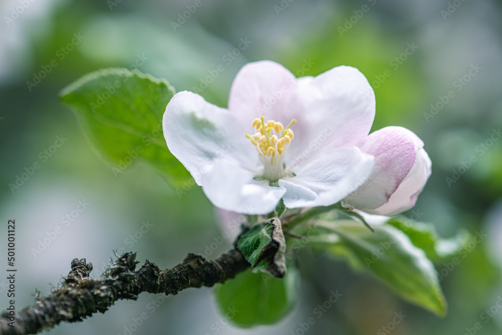 Apple tree blossom close-up. white apple flower Apple tree blossom close-up. white apple flower