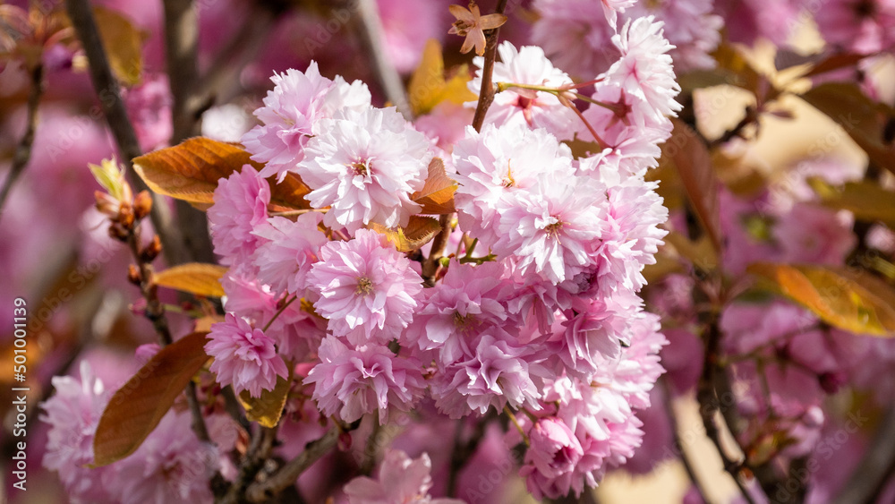 Obraz premium pink and white flowers