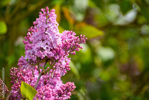 lilac flowers in the garden