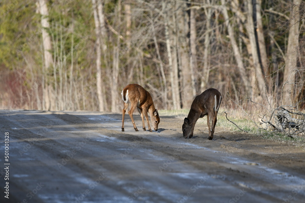 Two white tailed deer standing drinking from puddles on a country road Two white tailed deer standing drinking from puddles on a country road