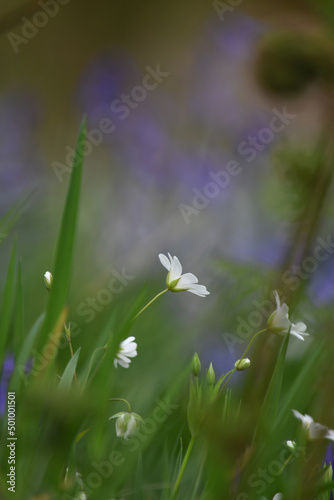 A Lesser Stitchwort flower In Cabilla Wood a Site of Special Scientific Interest on Bodmin Moor Cornwall © Tim