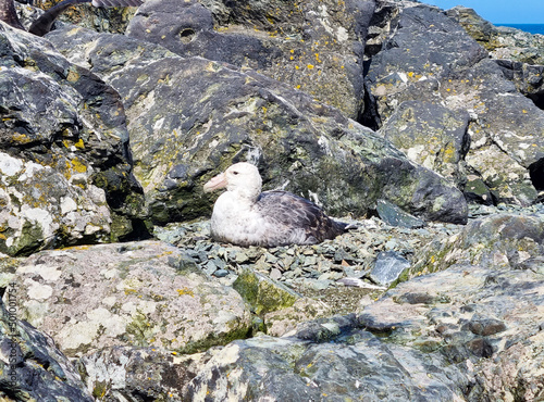 Antarctic giant gull resting on a stone nest