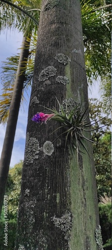 Fleur parasite sur palmier, saprophyte ou aérophyte, Buenos-Aires, Argentine photo