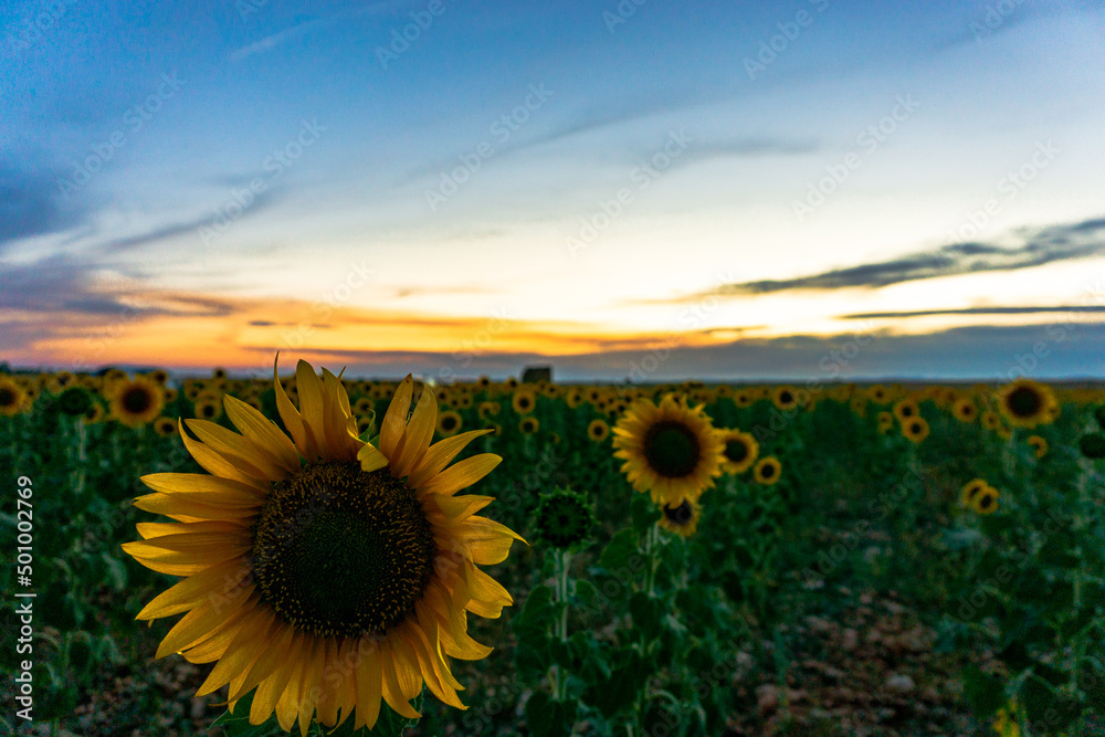 Obraz premium atardecer en un bonito campo de girasoles