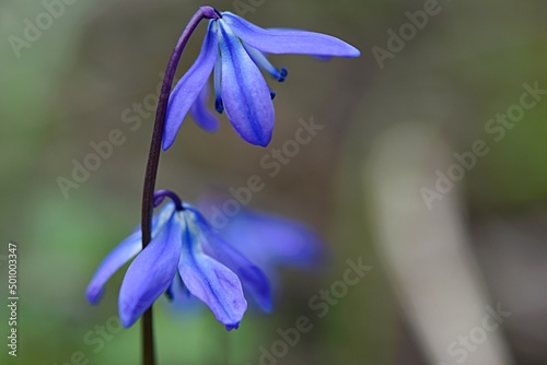 blue snowdrop flowers on a green background. copy space