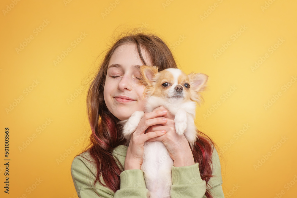 Teen girl with a dog of the Chihuahua breed on a yellow background. Girl and dog. Teen girl with a dog of the Chihuahua breed on a yellow background. Girl and dog.