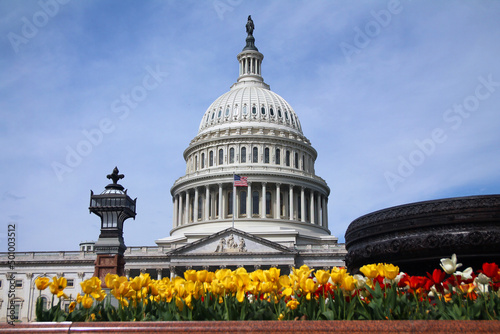 Red and yellow tulips on a summer day with the United States Capitol on Capitol Hill in Washington