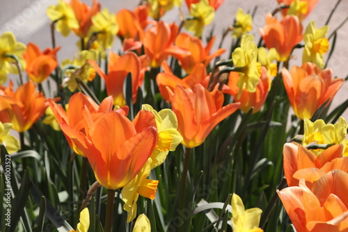 Frühling photo