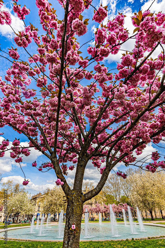 Naklejka premium Dijon printemps.