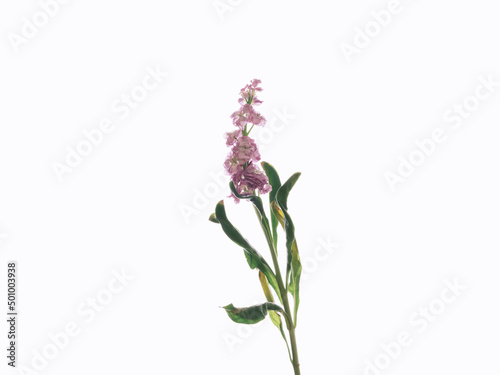 faded lilac isolated on white background