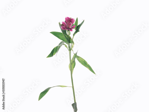 faded pink flower isolated on white