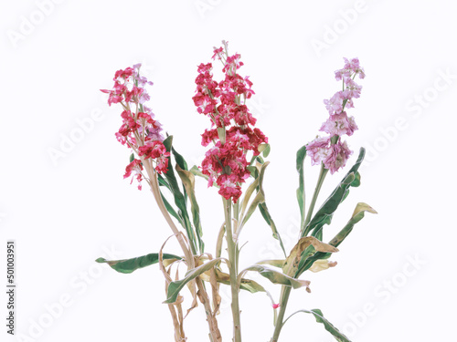 faded pink flowers isolated on white background