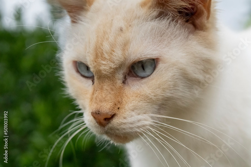 gato fofinho claro