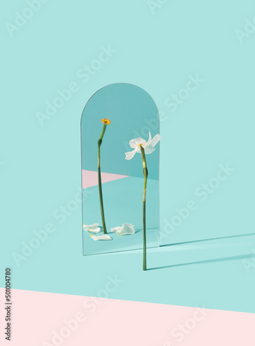 Narcissus flower reflecting fallen petals in the mirror. Change, transformation minimal conceptual background.
