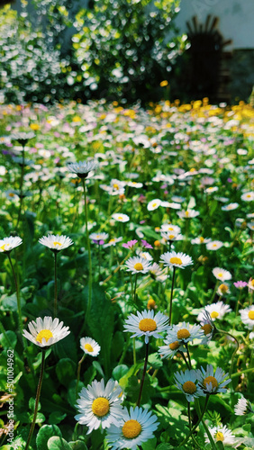 daisy, daisies in a field, blooming daisy