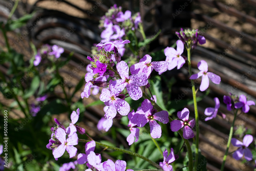 beautiful bouquet of purple phlox in water drops beautiful bouquet of purple phlox in water drops
