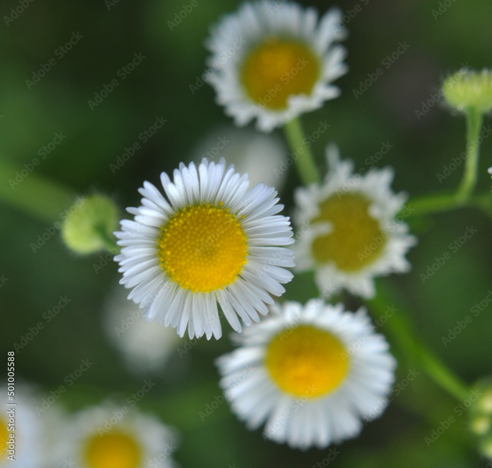 Obraz premium In the meadow, blooms in the wild Erigeron annuus