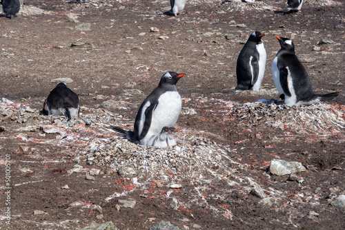 Antarctica gentoo penguins with baby penguins
