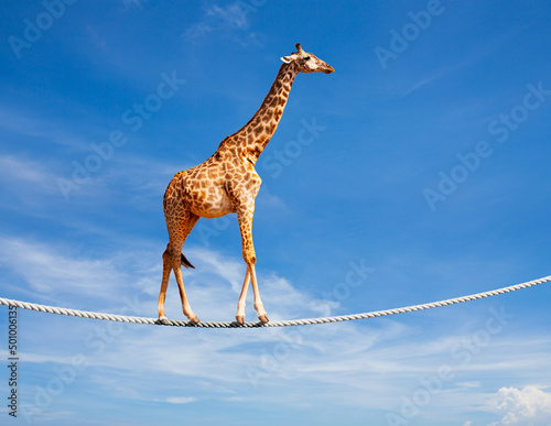Fototapeta Naklejka Na Ścianę i Meble -  Concept image of the giraffe walking on rope over blue sky