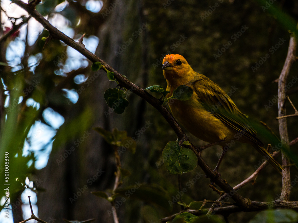 Fototapeta premium robin on branch