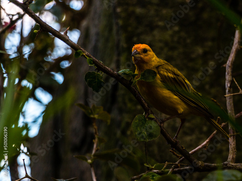 robin on branch © Gilmar