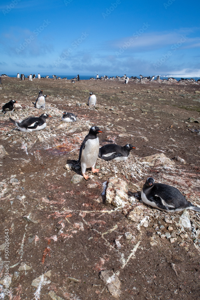 Obraz premium Antarctica gentoo penguins on the snow ground and cold water